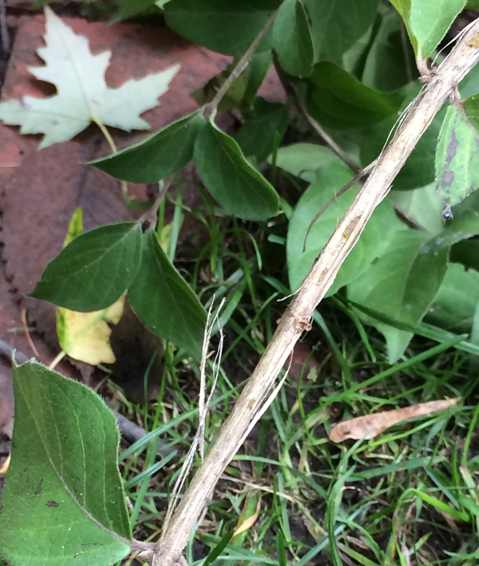 Closeup photo of honeysuckle showing opposite leaves and arrangement at brach end.