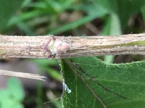 Closeup photo of leaf where it join the stem.