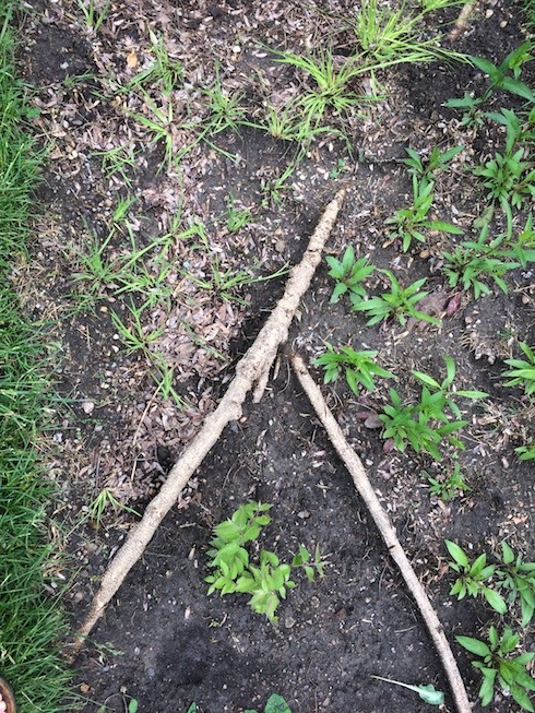 Photo of newly planted raing garden, including what has turned out to be a Japanese honeysuckle.