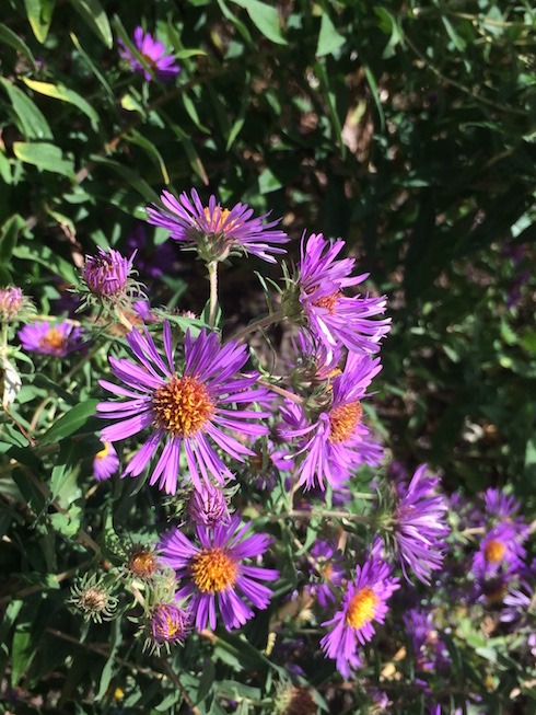 Photograph of New England aster flowers