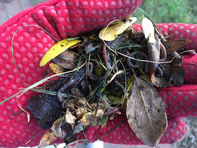 Photograph of gloved hand containing baby earthworms and leaves