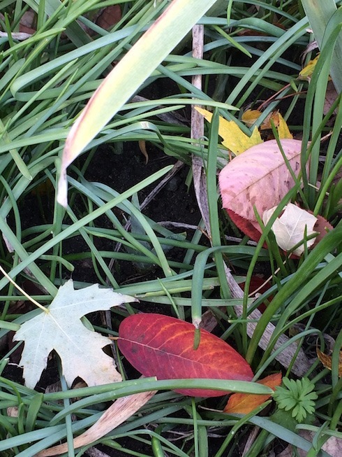 Photo of daylily leaves with fll leaves and larkspr seedling.