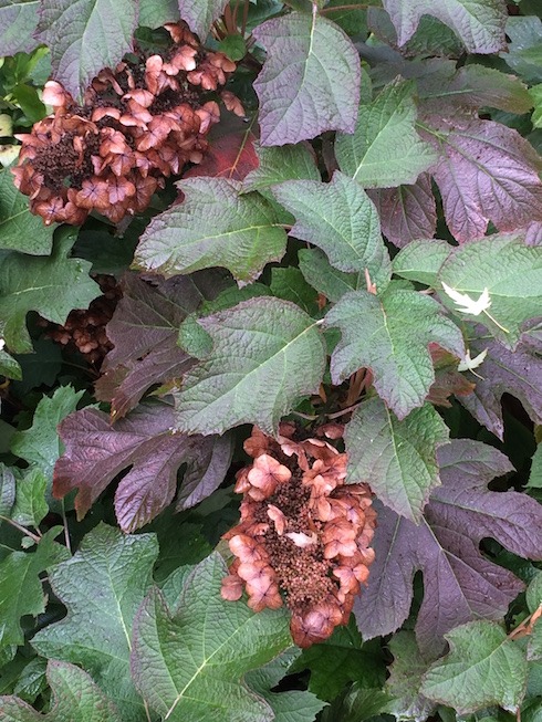 Photograph of oakleaf hydrangea showing fall color and persistent flower heads