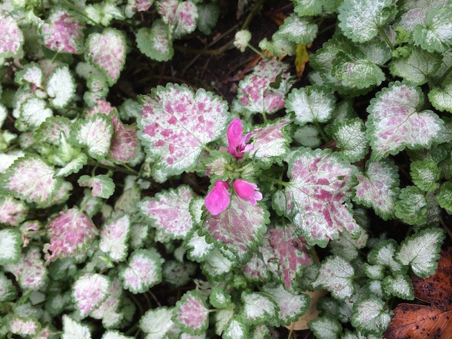 Closeup photograph of Lamium showing bright pink flower and fall leaf colors