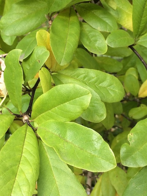 Photo of magnolia leaves changing color