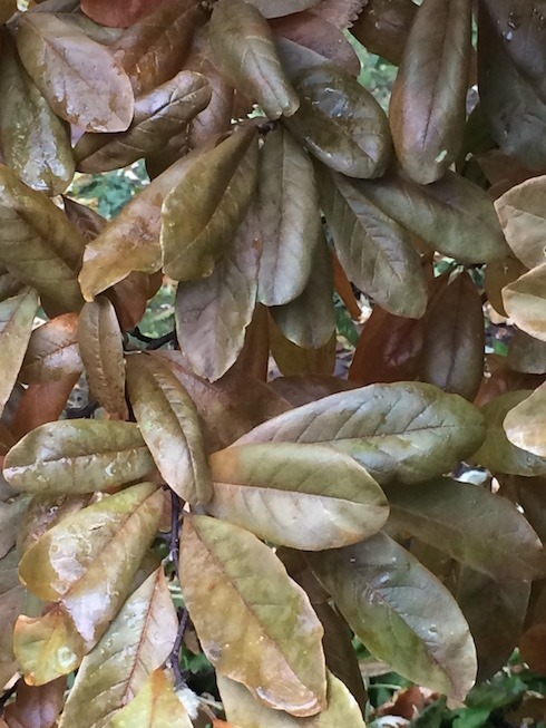 Photo of magnolia leaves after two nights of hard freezing