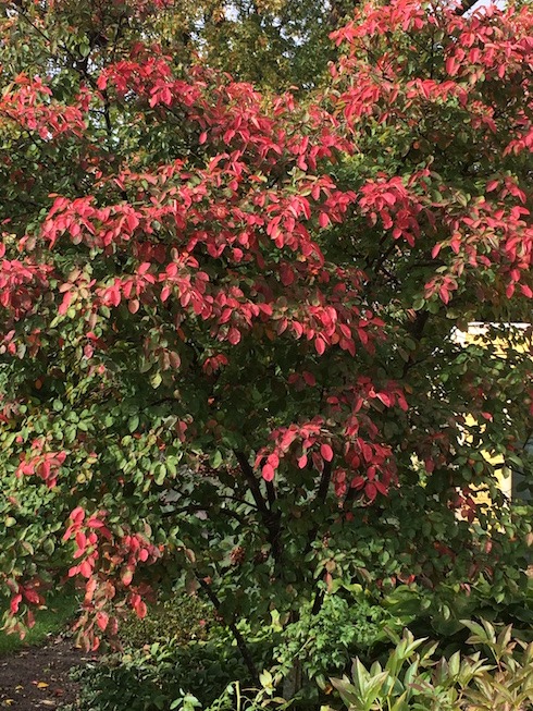 Photograph of serviceberry tree showing bright red fall color