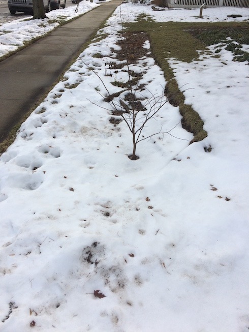 Photograph of rain garden showing thaw.