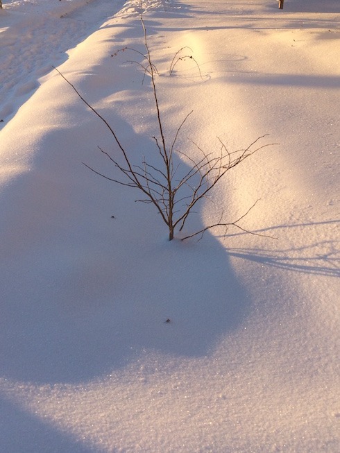 Rain garden with fresh snow shortly after sunrise.