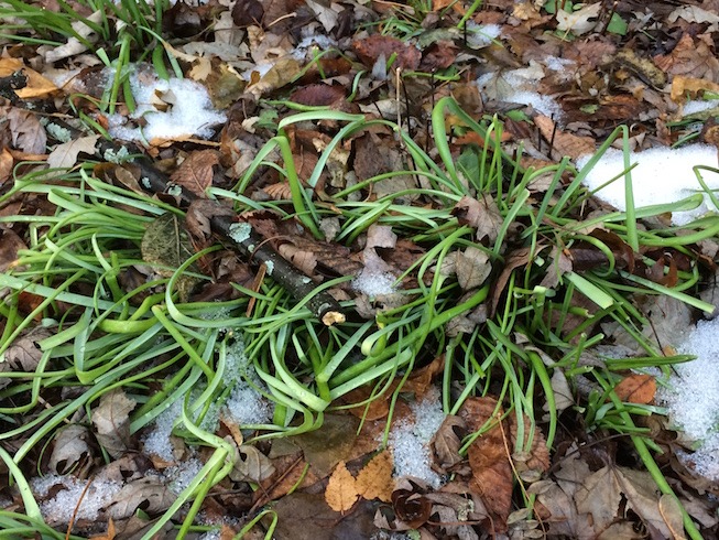 Photograph of overwintering grape hyacinths.