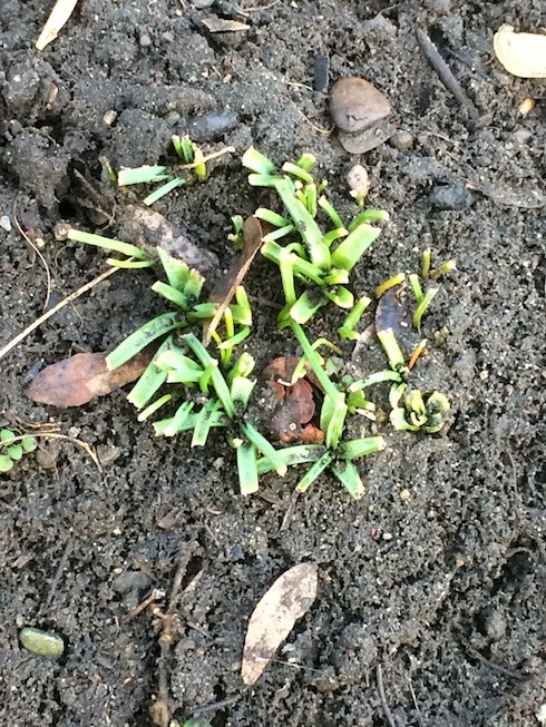 Photograph of stubs of grape hyacinths.