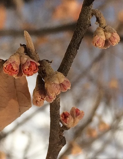 Photograph of developing witch hazel flower buds