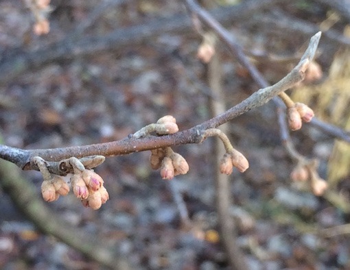 Photograph of dormant witch hazel flower buds.