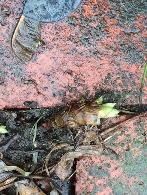 Photograph of Iris cristata crawling out of flowerbed over brick