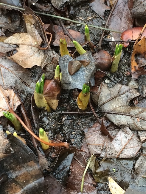 Photograph of crocus foliage just breaking out of bulb sheaths