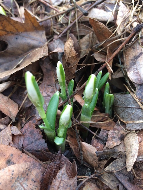 Photograph of a small cluster of snowdrops showing flowerbuds