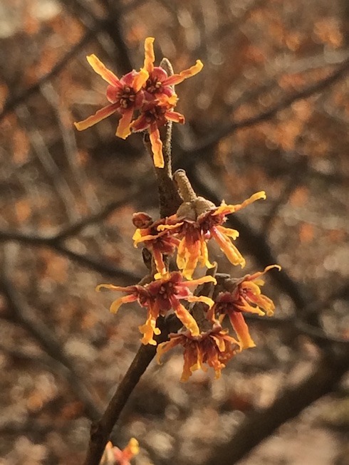 Photograph of witch hazel flowers in a sunbeam
