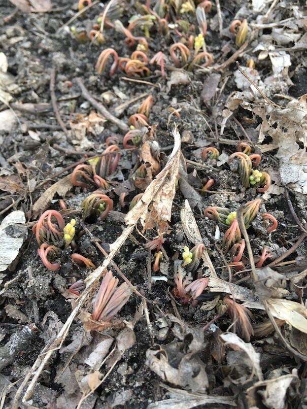 Photograph of swath of Dutchman's breeches breaking dormancy