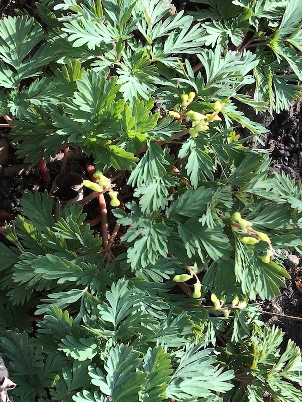 Photograph of Dutchman's breeches
