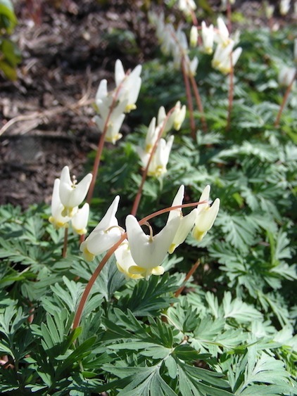 Photograph of Dutchman's breeches in bloom on a sunny day