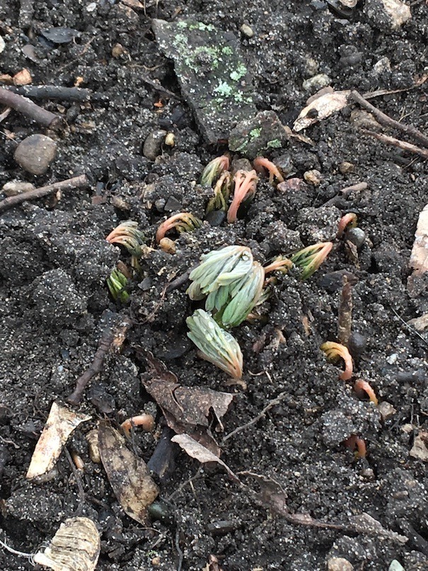 Photograph of several Dutchman's breeches as they break ground.