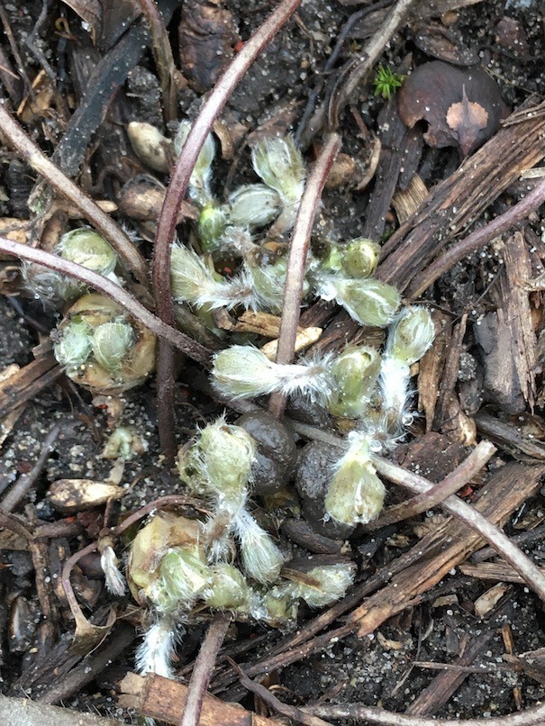The extremely fuzzy—tomentose—leaves and flower buds of round-lobbed hepatica.