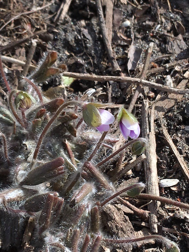 Closeup of hepatic highlighting hairiness of leaves and stems