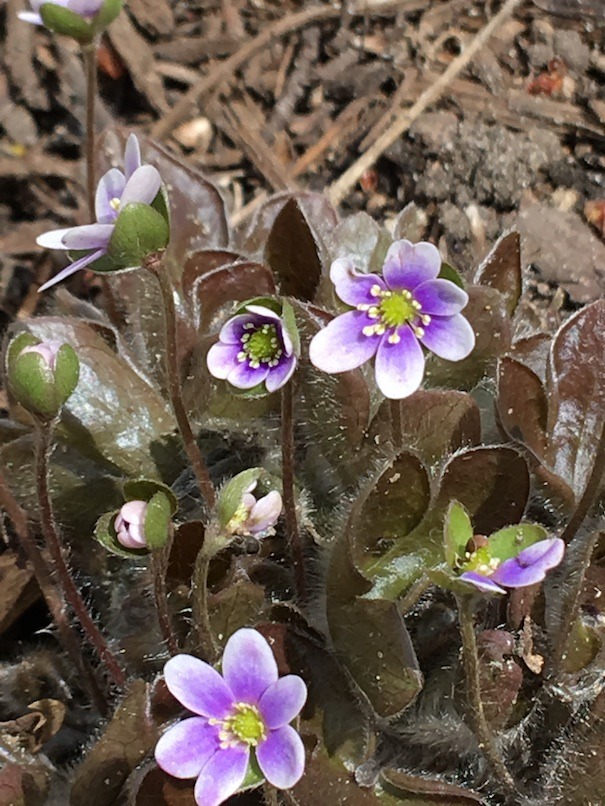 Photograph of hepatica with newly opened flowers and unfurled leaves