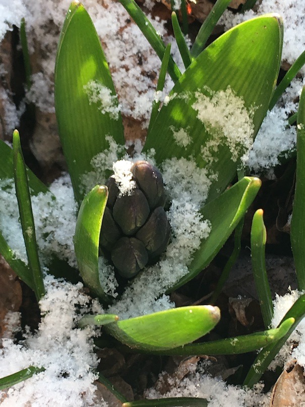 Closeup of hyacinth plant with flower buds