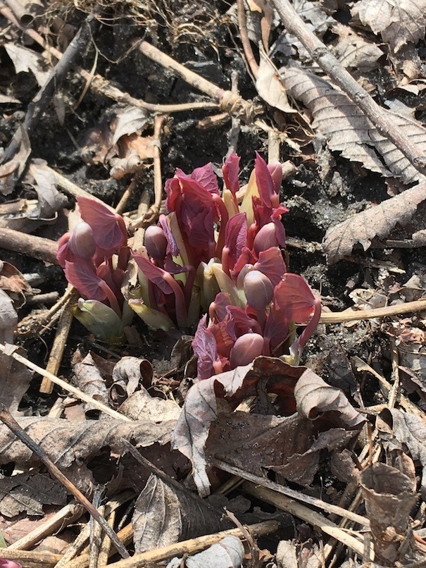 Photograph of a twinleaf clump showing folded leaves, fat flower buds, and remains of winter capsules