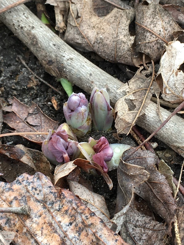 Photograph of a small clump of twinleaf at budbreak.