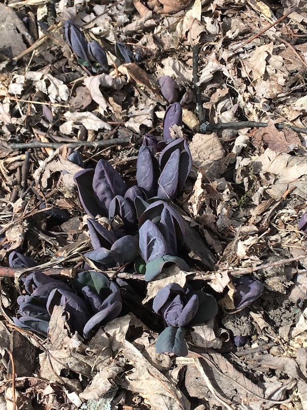 Photograph of recently emerged bluebells.
