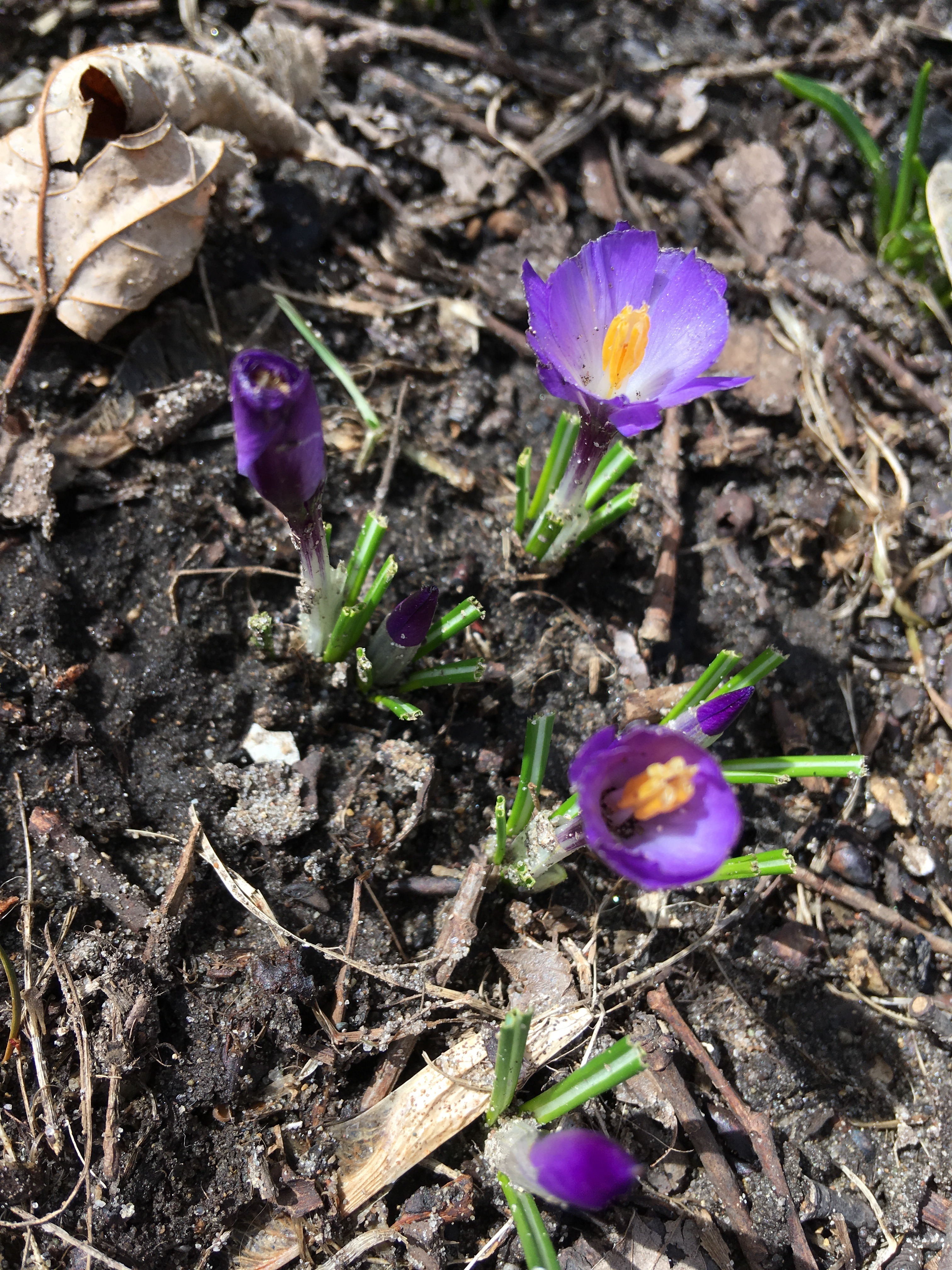 Photograph of purple crocuses that had half-eaten flower buds.