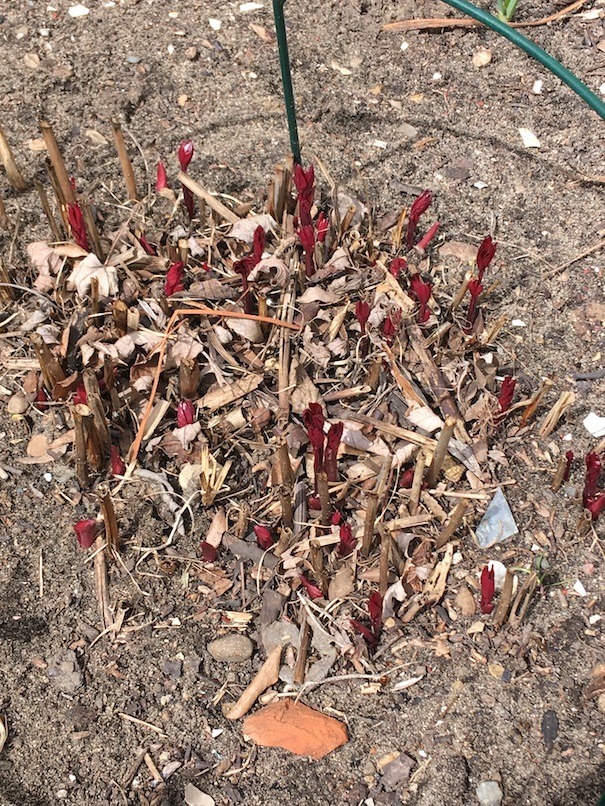 Photograph of the bright red leaves and stem of a peony.