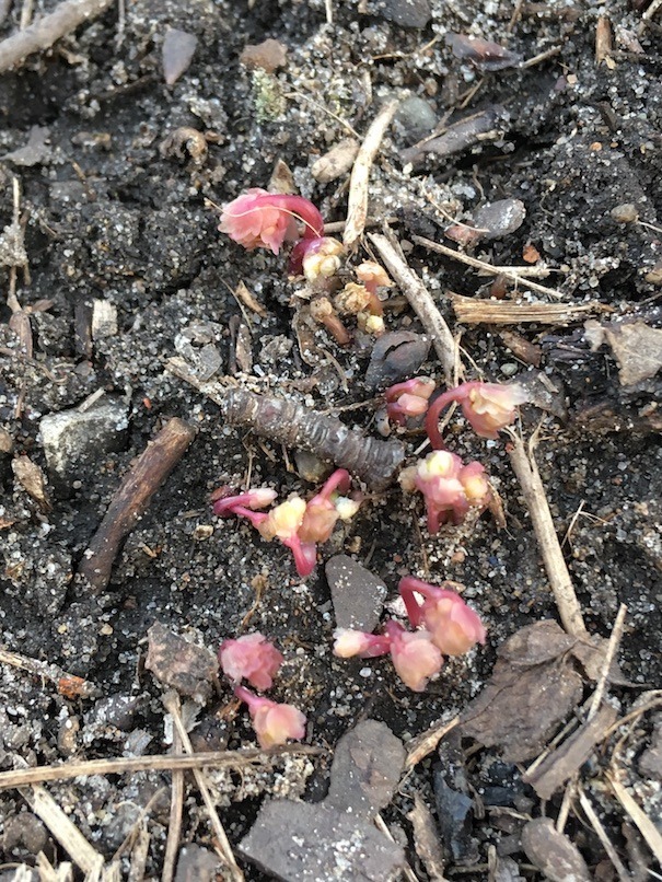 Closeup of rue anemones breaking ground