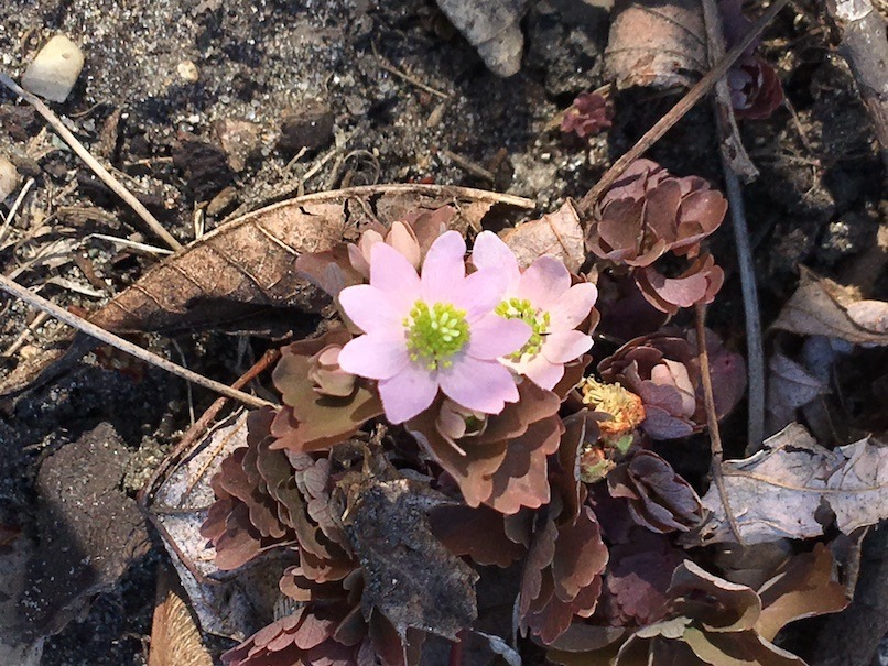 Closeup of a rue anemone in bloom
