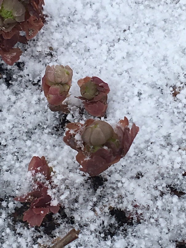 Rue anemones in snow, showing expanding flower buds