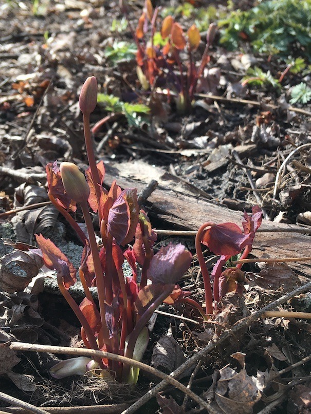 Photograph of backlit twinleaf, just beginning to show some green
