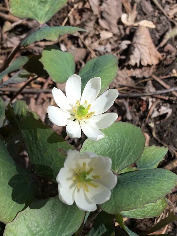 Closeup photograph of twinleaf flowers
