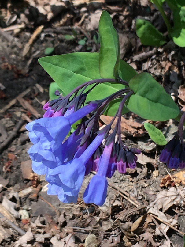 Closeup of a cluster of bluebell flowers showing unopened buds in pink, newly opened with a lavender cast, and more mature flowers in blue