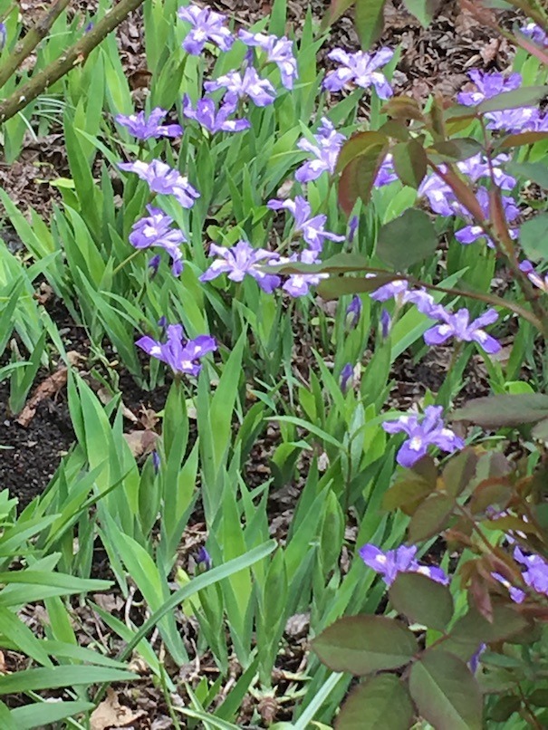 Photograph of a swale of crested irises weaving under roses.