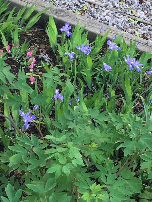 Photograph showing crested iris and bleeding hearts next to gravel driveway.