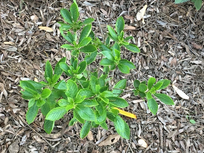 Photograph from the top of newly planted Clethra.