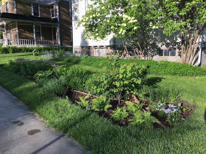 Photograph showing spring growth of rain garden.