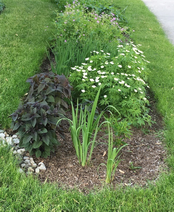 Photograph showing spring growth and flowers in rain garden.