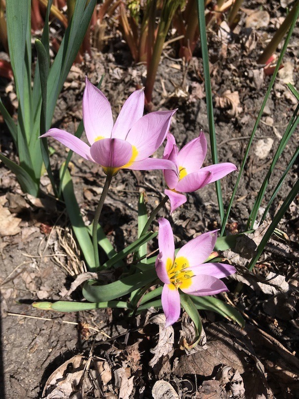 Photograph showing habit of this species tulip in full sun