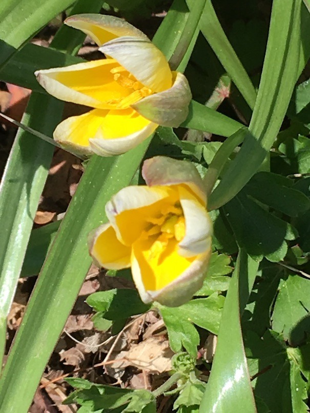 Closeup of 2 Tulipa tarda flowers half open, showing the green-streaked exterior