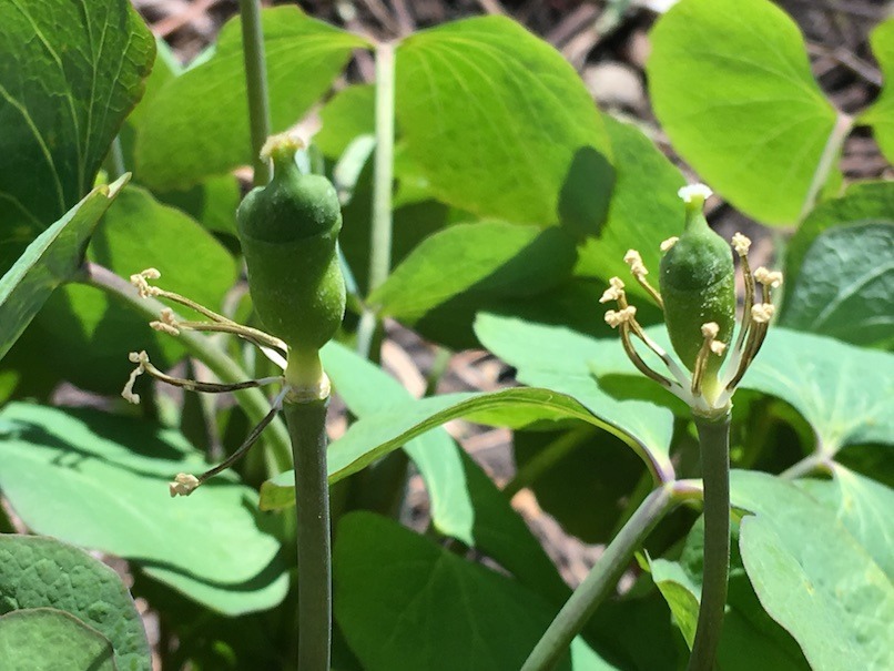Two nascent twinleaf seedpods with stamens still attached
