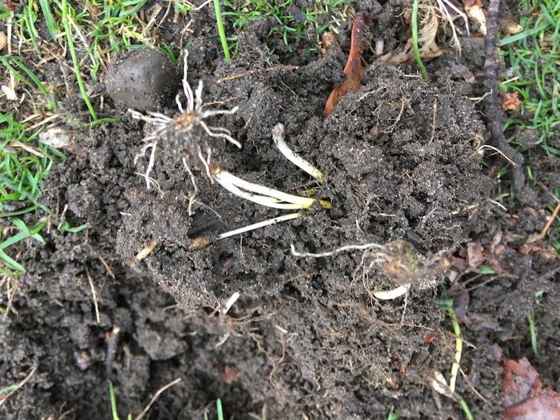 photograph showing roots and bulb sticking out for easy removal