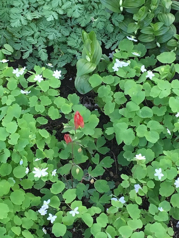 Photograph of a patch of rue anemone with an eastern columbine in the middle.